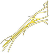 brachial%20plexus%20nerves.jpg