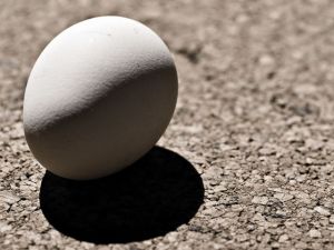 egg%20on%20pavement.jpg