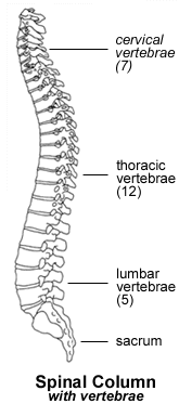 health%20medical%20back%20neck%20vertabrae%20drawing.jpg