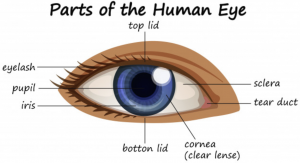 Parts-of-the-Eye-300x163